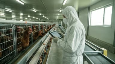 Poultry Gut Health: Essential Strategies for Stronger Flocks