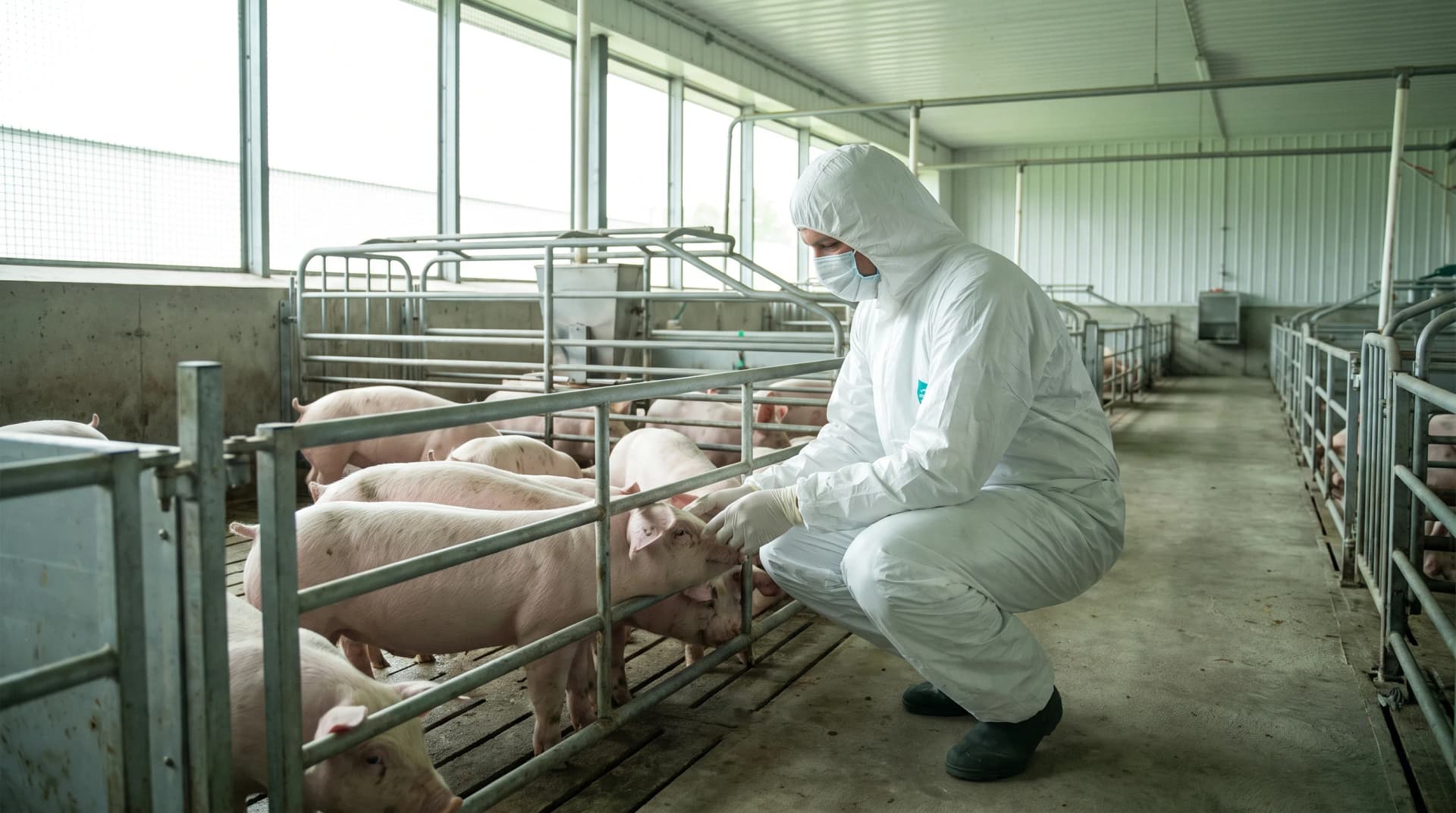 How to Improve Feed Efficiency in Swine