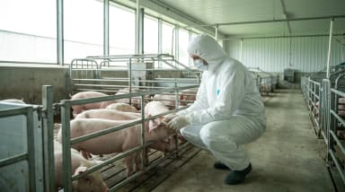 How to Improve Feed Efficiency in Swine